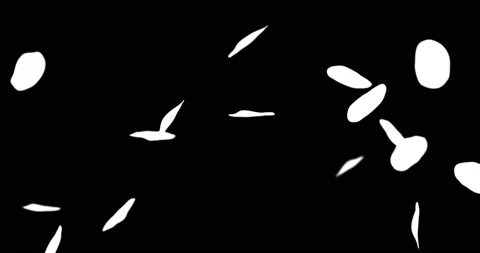 Rose petals falling Stock Footage 170191190