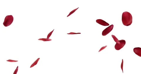 Rose petals falling Stock Footage 170191193