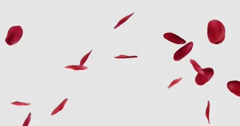 Rose petals falling Stock Footage 170191295