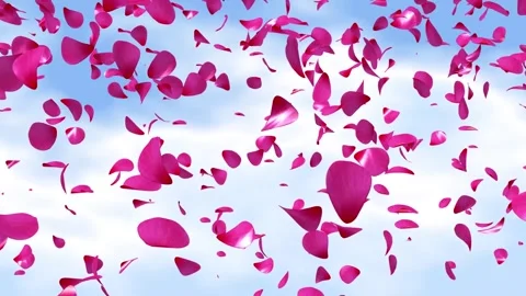 Rose Petals Falling Stock Footage 250158668