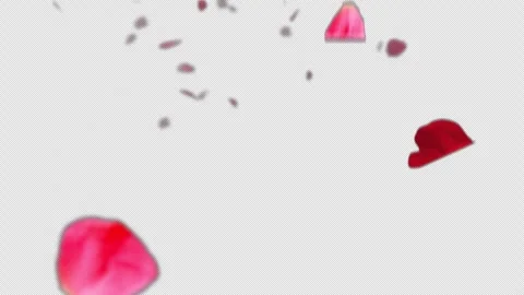 Rose petals falling Stock Footage 274893816
