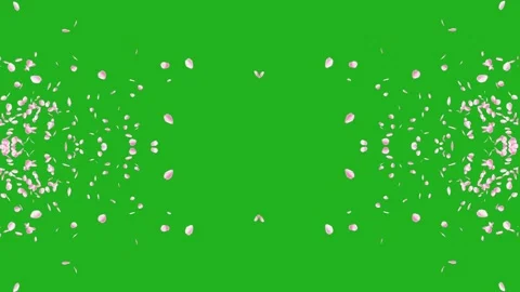 Rose petals falling gently from both sides on green screen background Stock Footage 252062169