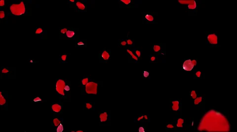 Rose petals falling loop Video stock 35043416