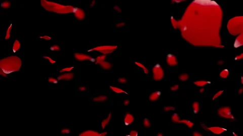 Rose petals falling - Loop - Shallow Depth of Field Vídeo Stock 5299527