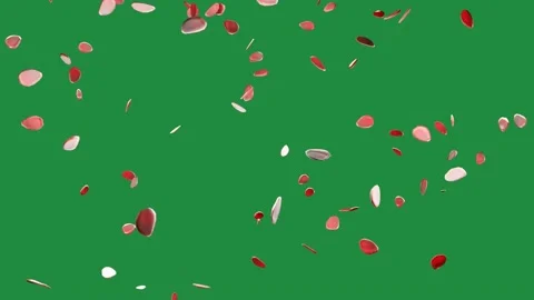 Rose petals falling over green screen animation spring 2022 f lowers video clip Stock Footage 169044084