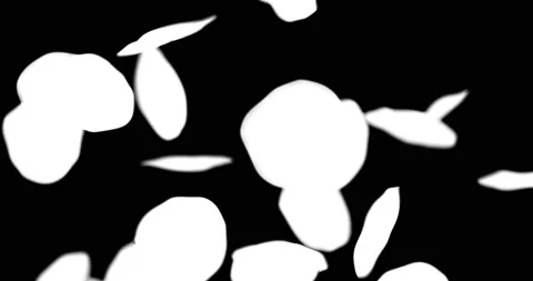 Rose petals falling with for overlay Video stock 170302153