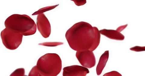Rose petals falling with for overlay Stock Footage 170302155
