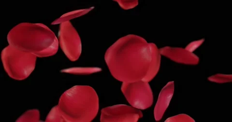 Rose petals falling with for overlay Stock Footage 170302156