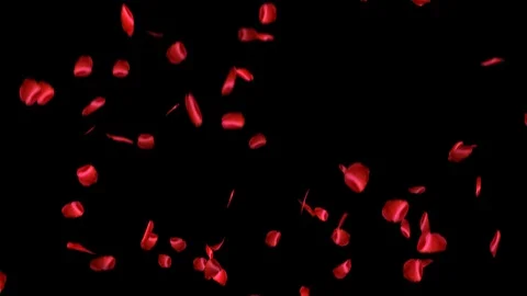 Rose Petals Falling Pack Vídeo Stock 123562277