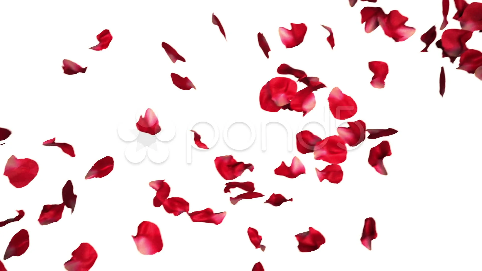 falling rose petals animation