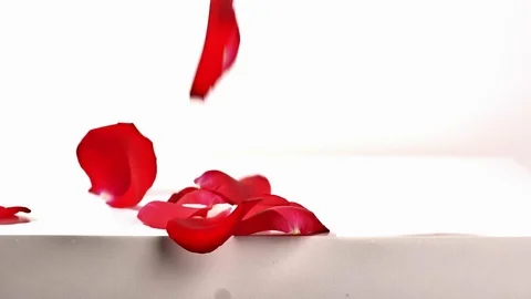 Rose petals falling in slow motion on white background Stock-Footage 123362352