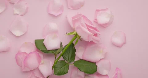 Rose petals falling in slow motion Stock Footage 172538559