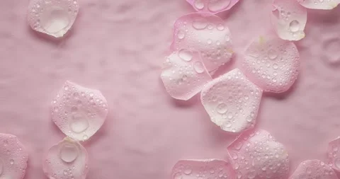 Rose petals falling in slow motion Stock Footage 172538624