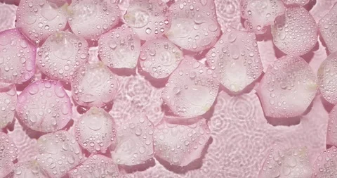 Rose petals falling in slow motion Stock Footage 174082169