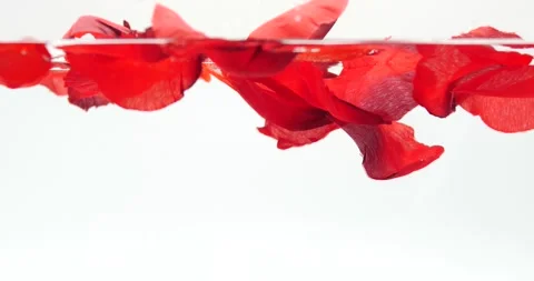 Rose petals falling on surface of water and slowly falling through the water Stock Footage 219443454