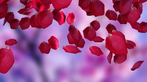 Rose petals falling from top to bottom, computer generated. Rain of petals. 3d イラスト素材