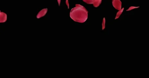 Rose petals falling with transparent background for overlay Stock Footage 170140672