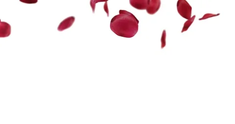 Rose petals falling with transparent background for overlay Stock Footage 170140673