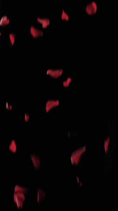 Rose petals falling Vertical 1 Video stock 309661343