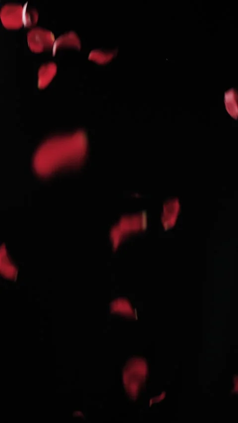 Rose petals falling Vertical 2 Video stock 309662312