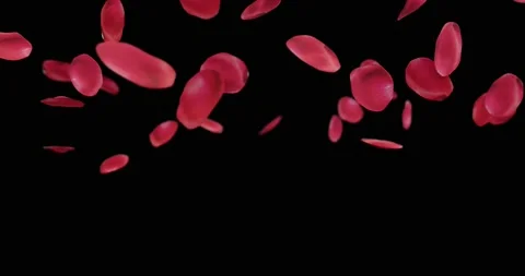 Rose petals falling for video overlay Stock Footage 169830181