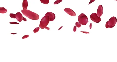 Rose petals falling for video overlay Stock Footage 169830186