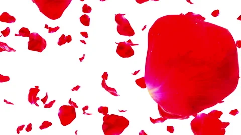Rose Petals Falling on White 4K 스톡 동영상 106023009
