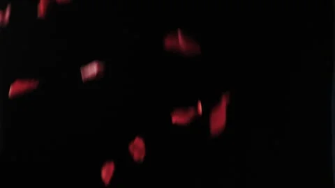 Rose petals falling1 Video stock 309661378