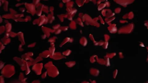Rose petals falling2 Video stock 309661957