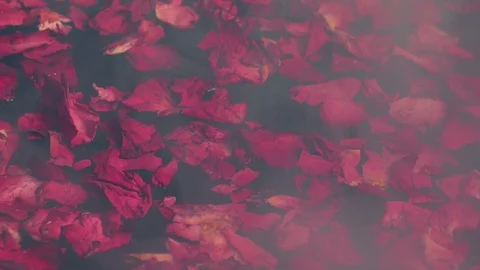 Rose Petals Float On Steaming Water Stock Footage 105880032
