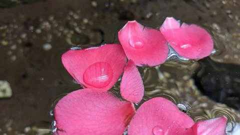 Rose petals float on the surface of the water in a pond with clear water Stock Photos