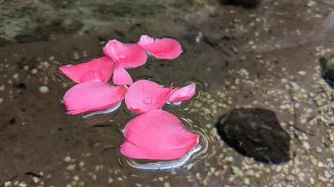 Rose petals float on the surface of the water in a pond with clear water 写真素材