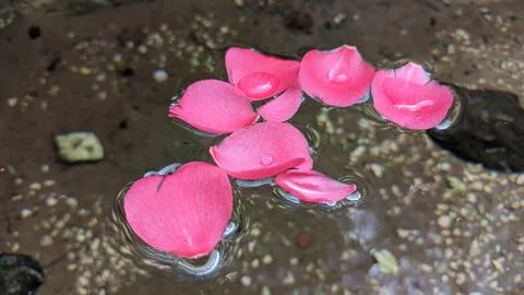 Rose petals float on the surface of the water in a pond with clear water Stock Photos