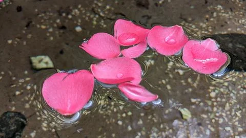 Rose petals float on the surface of the water in a pond with clear water Stock Photos