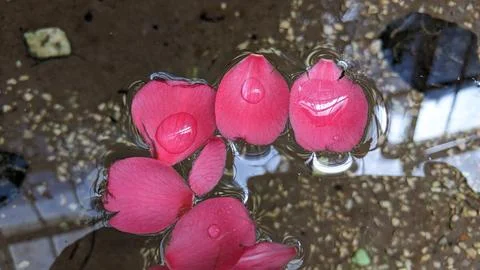 Rose petals float on the surface of the water in a pond with clear water 写真素材