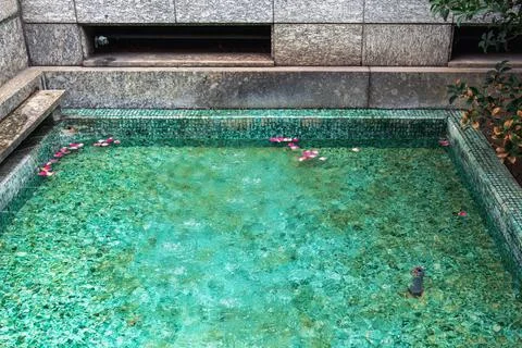 Rose petals float on the water surface of an ancient fountain in emerald wate Stock Photos