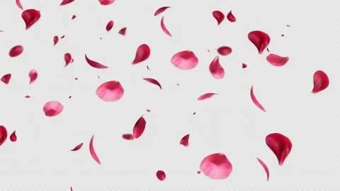 Rose Petals floating and Falling animation with alpha channel Stock Footage 249177156