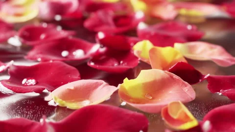 Rose petals floating on the water. Video stock 135168399