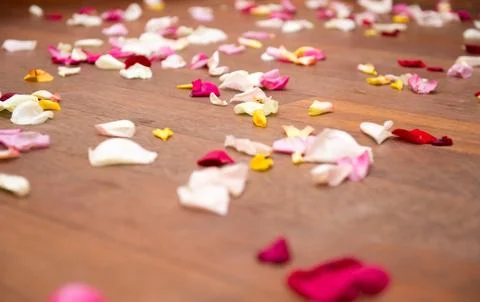 Rose petals on the floor Stock Photos