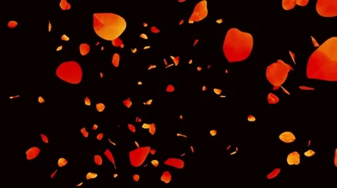 Rose petals flying, Alpha Channel Stock Footage