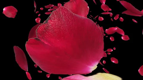 Rose petals Flying towards camera, against black Stock Footage