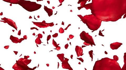 Rose petals flying on white background, 3d animation Stock Footage 42935550