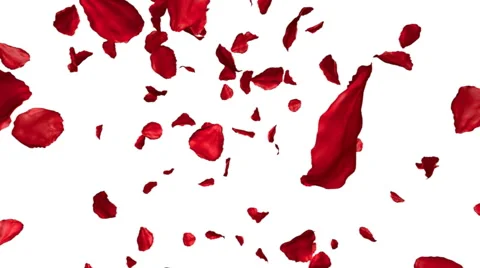 Rose petals flying on white background, 3d animation Stock Footage 42935574