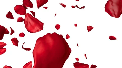 Rose petals flying on white background, 3d animation Stock Footage 42935613