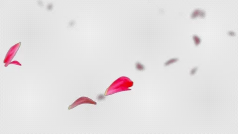 Rose Petals flying with the Wind Stock Footage 274892804