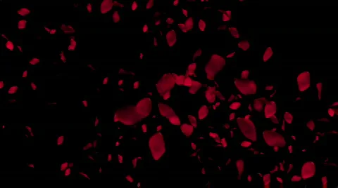 Rose petals Video stock 874686