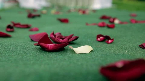 Rose petals Stock Footage 46838423