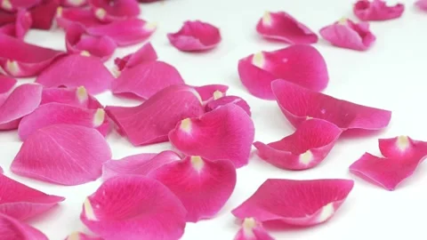 Rose petals Stock Footage 102175566