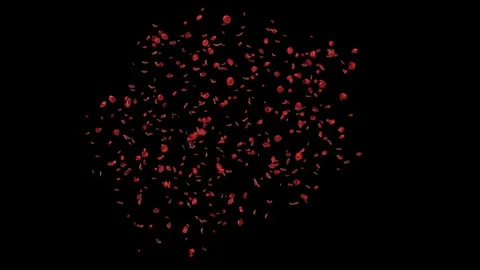 Rose Petals Stock Footage 125638251