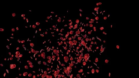 Rose Petals Stock Footage 125638646